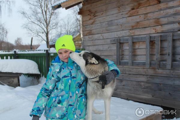 сибирский хаски