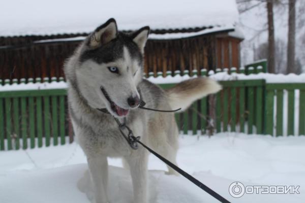 сибирский хаски