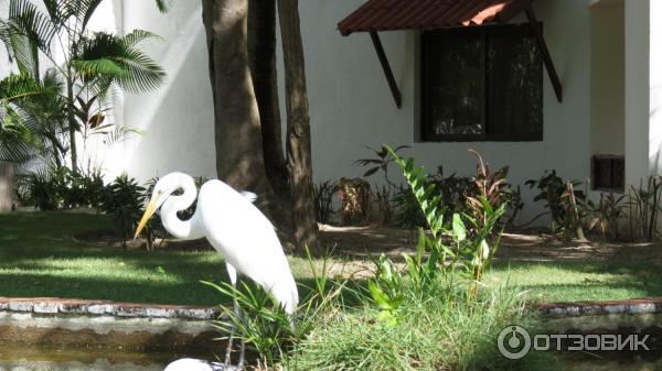 Отель Occidental Grand Punta Cana 4* (Доминикана, Пунта Кана) фото