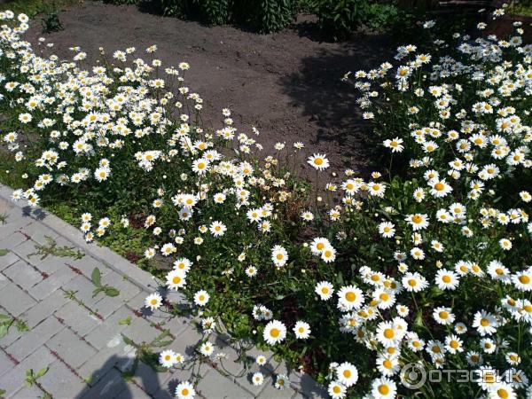 Музей А. И. Куприна (Россия, Наровчат) фото