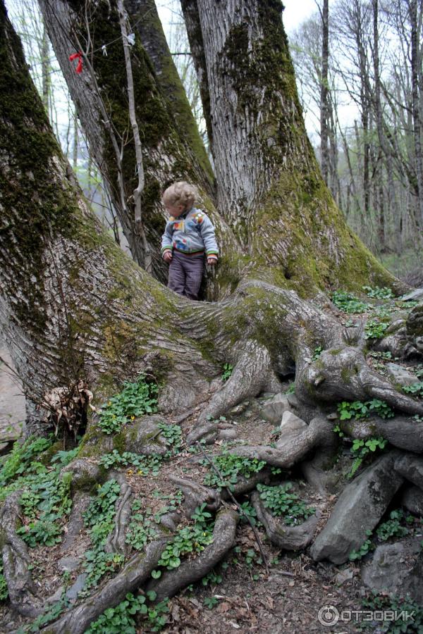 Остатки каменных плит в корнях дерева