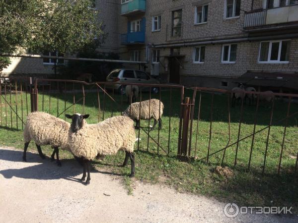 Тебердинский заповедник (Россия, Карачаево-Черкесия) фото