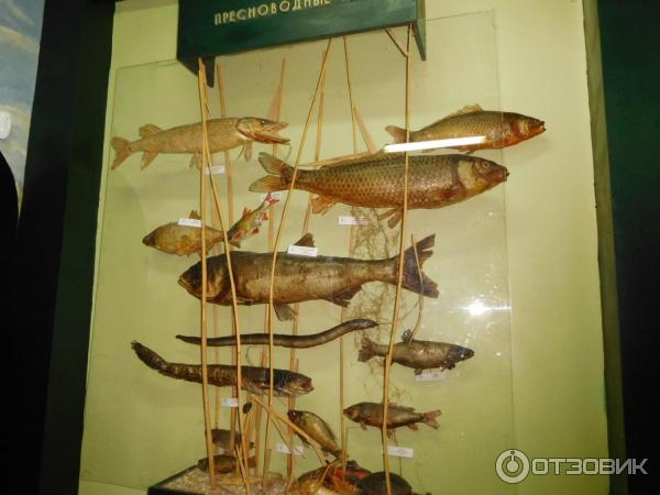 Ясенский музей. Народного музея природы ст. Ясенский музей. Ясенский музей. Народного музея природы ст.