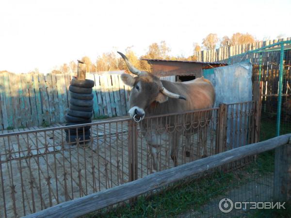 База отдыха Барская усадьба (Россия, д. Волга) фото