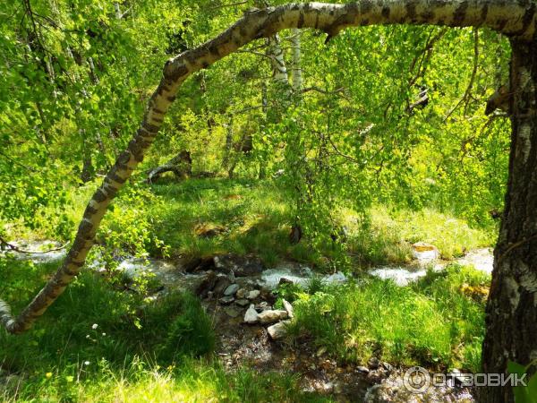 Урочище Че-Чкыш (Россия, Алтай) фото