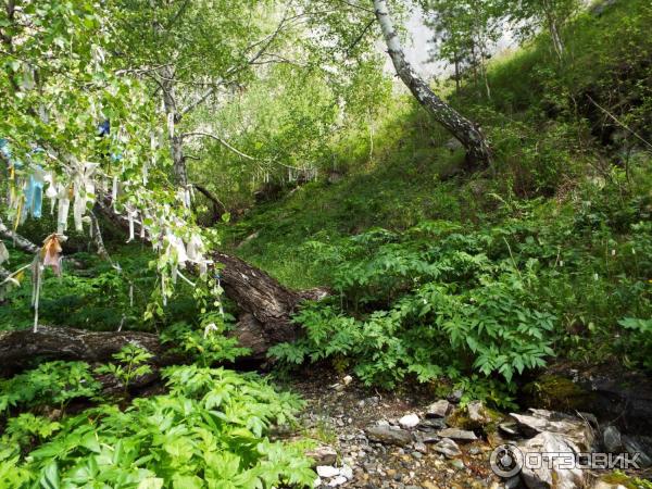 Урочище Че-Чкыш (Россия, Алтай) фото