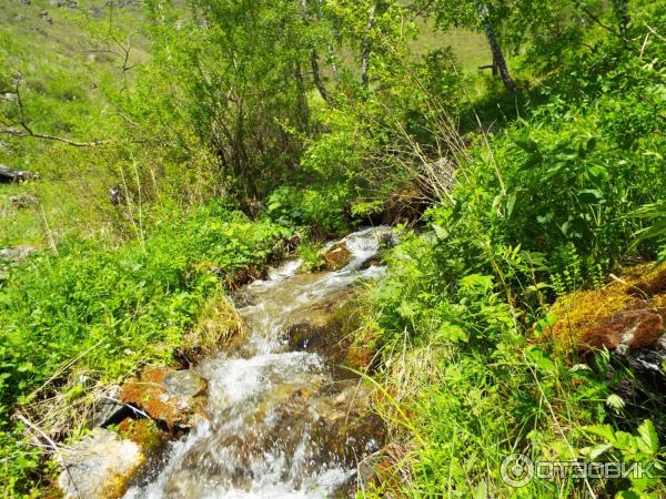 Урочище Че-Чкыш (Россия, Алтай) фото