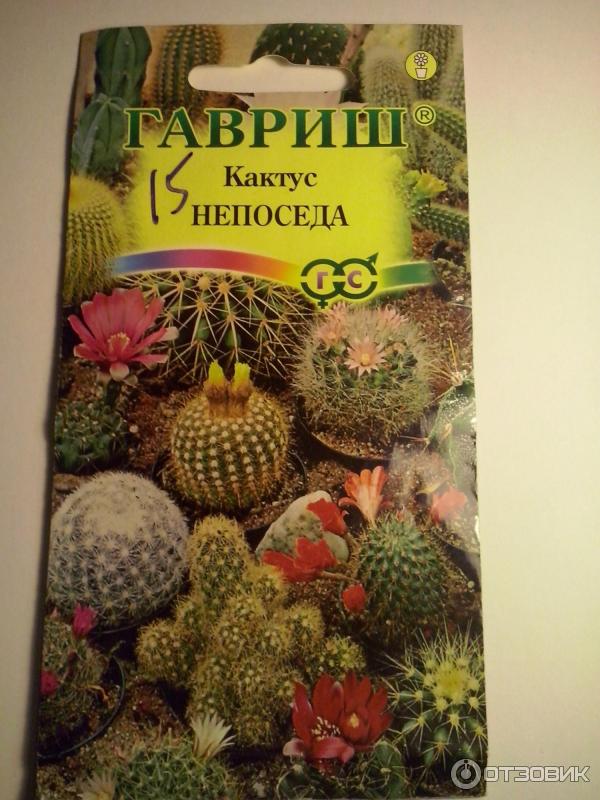 Семена Кактусов Купить В Москве На Авито