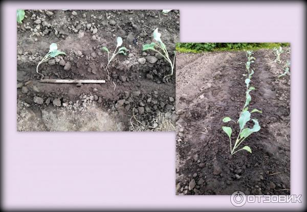 цветная капуста Парижанка