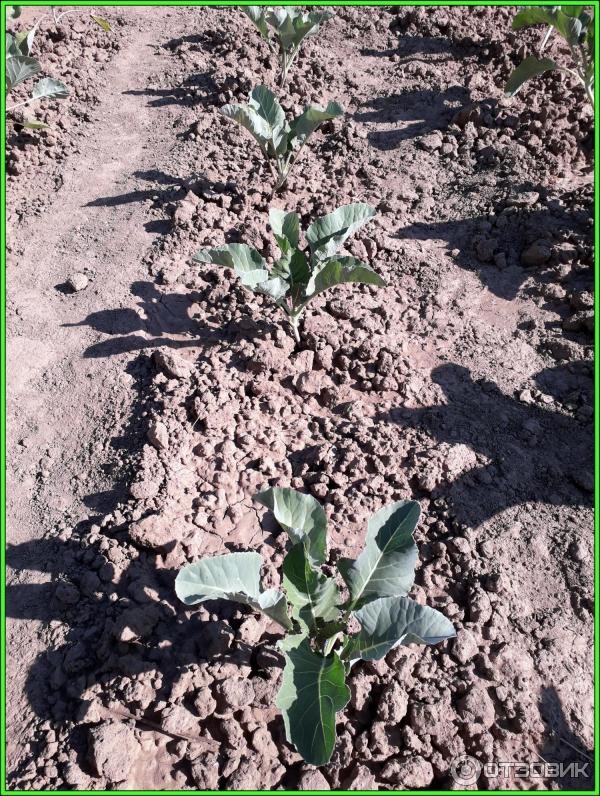 цветная капуста Парижанка