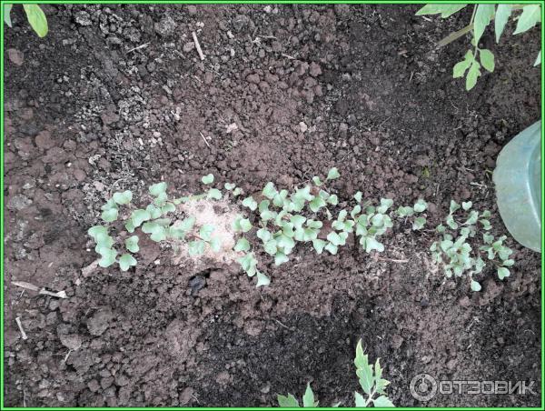 цветная капуста Парижанка