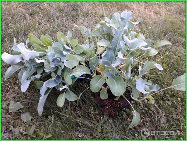 цветная капуста Парижанка