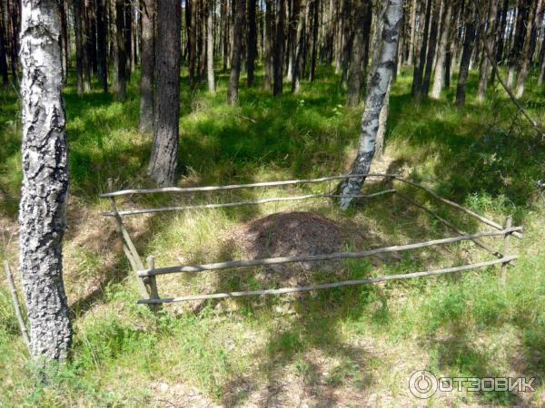 Гостевой дом Досуг (Россия, Куршская коса) фото