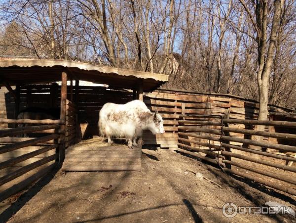 Берендеево ставрополь парк победы фото Отзыв о Зоопарк "Берендеево" (Россия, Пятигорск) Уютный, небольшой зоопарк. Прих