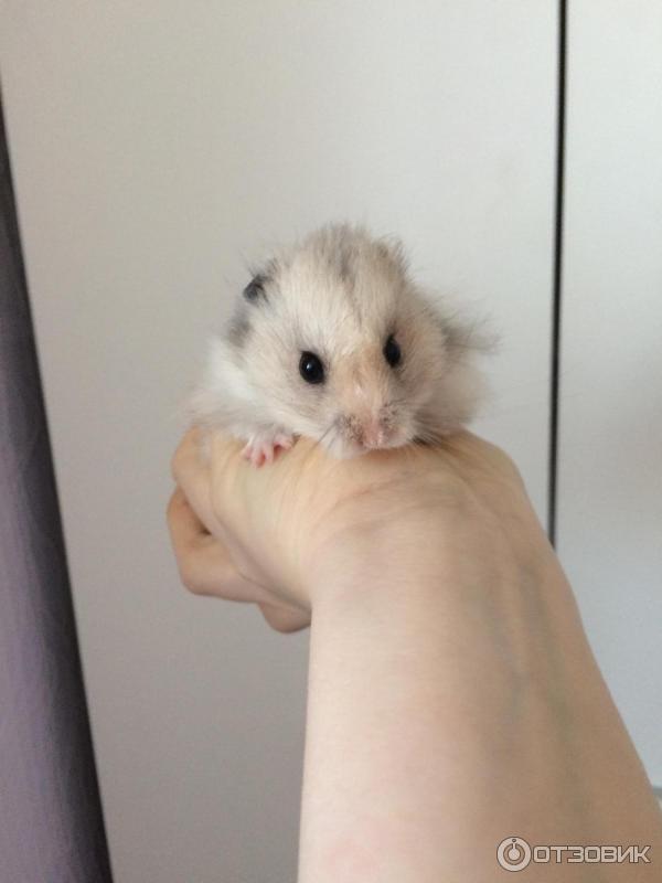 Пончик