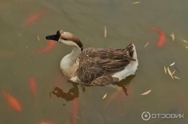 Парк King City Park (Китай, Лоян) фото