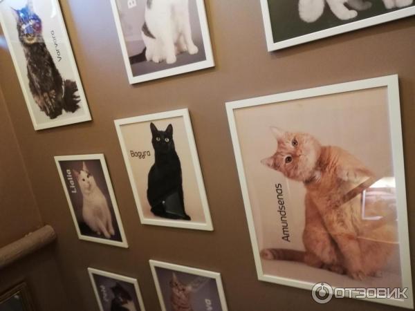 Котокафе Cat Cafe (Литва, Вильнюс) фото