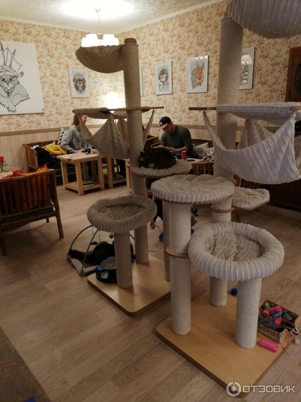 Котокафе Cat Cafe (Литва, Вильнюс) фото