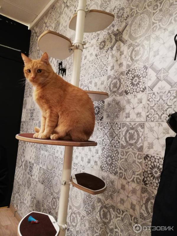 Котокафе Cat Cafe (Литва, Вильнюс) фото