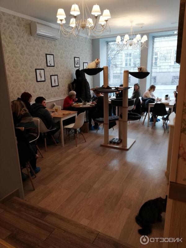 Котокафе Cat Cafe (Литва, Вильнюс) фото