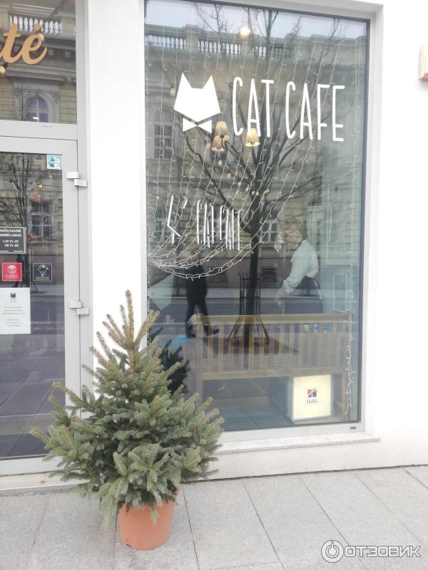 Котокафе Cat Cafe (Литва, Вильнюс) фото