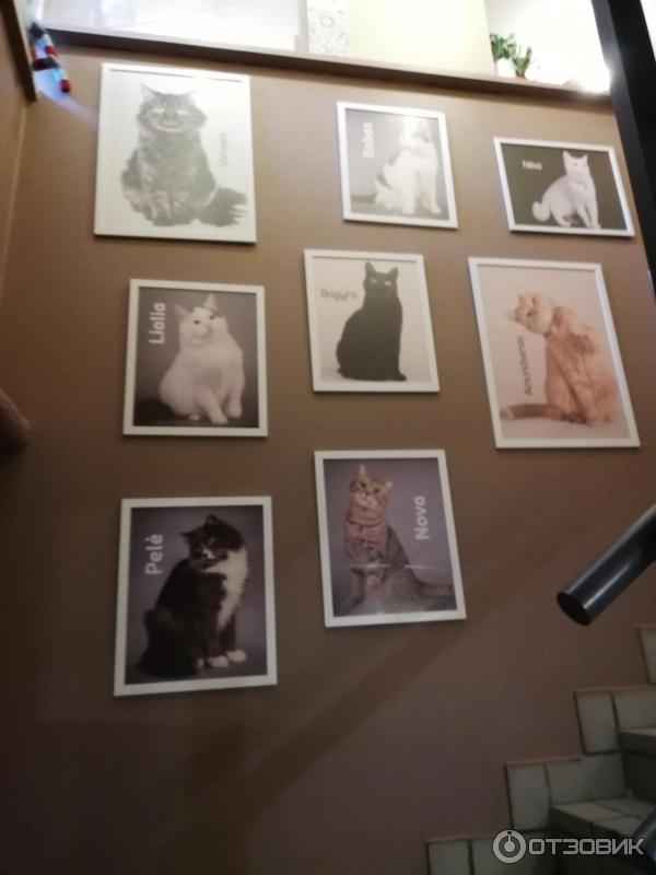 Котокафе Cat Cafe (Литва, Вильнюс) фото