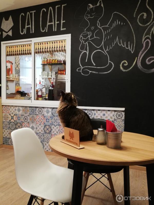 Котокафе Cat Cafe (Литва, Вильнюс) фото