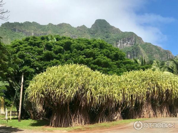 Джунгли и пляжи Гонолулу (США, Гавайи) фото