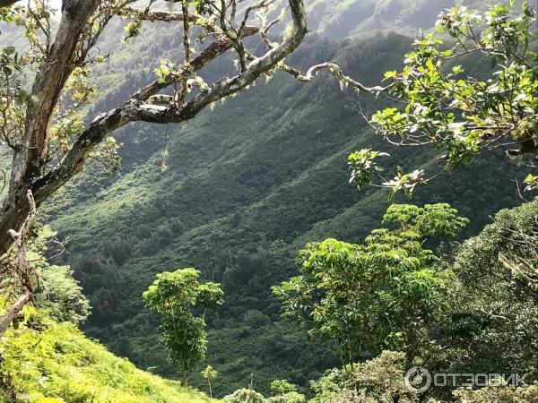 Джунгли и пляжи Гонолулу (США, Гавайи) фото