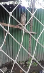 Приморский Сафари-Парк (Россия, Шкотово) фото