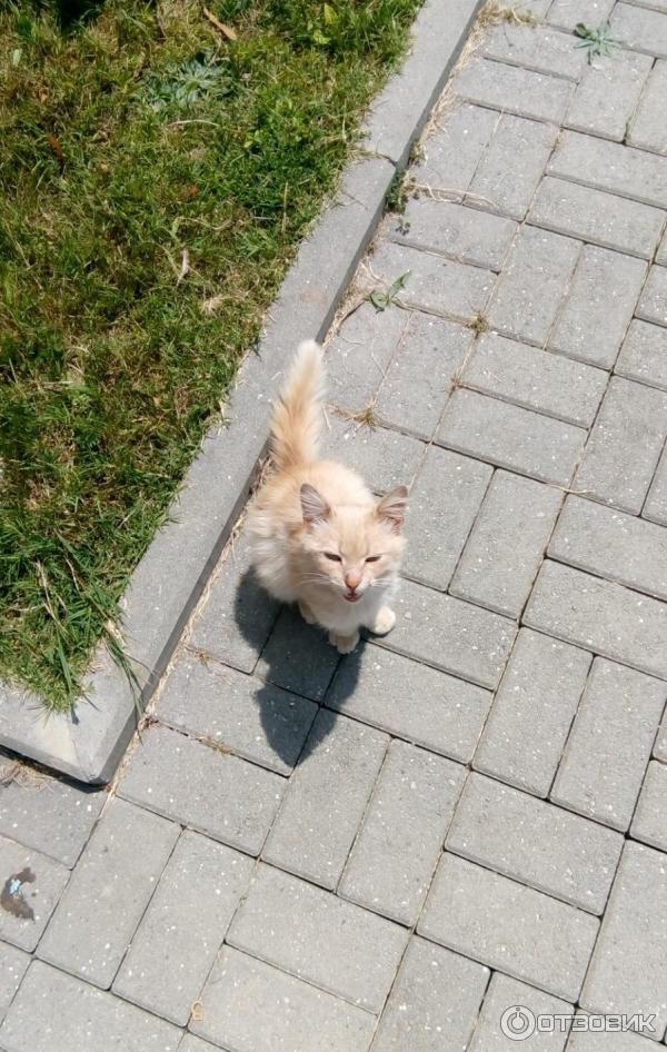 Анакопия клуб