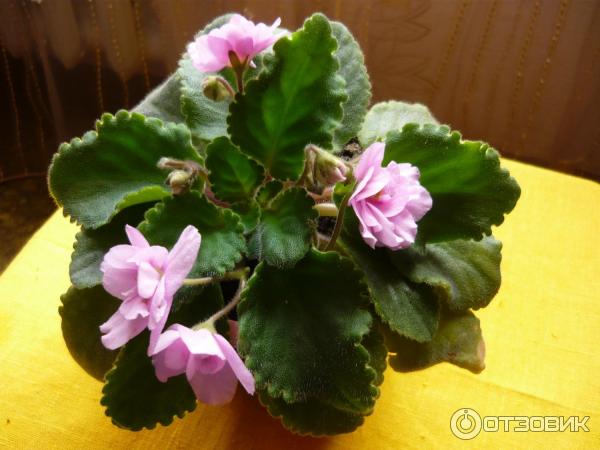 Грунт для рассады Родная Земля фото