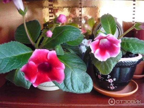 Грунт для рассады Родная Земля фото