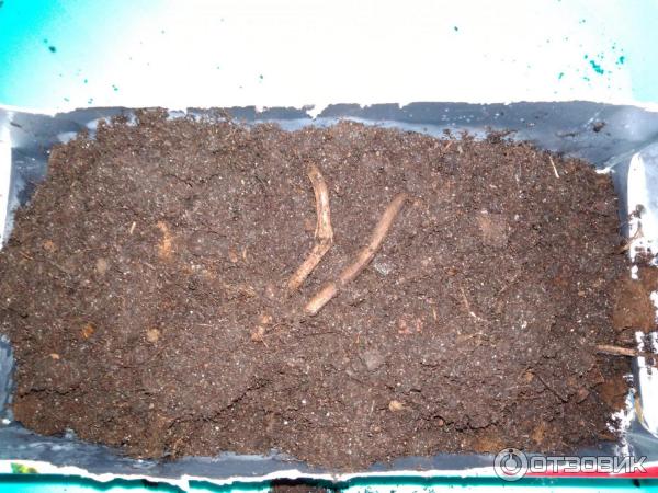 Грунт для рассады Родная Земля фото