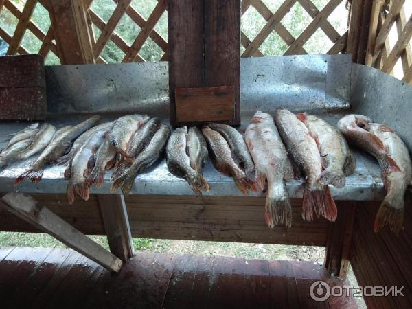 Олигри фиш. Олигри фиш. Ulov-fishing краснодар. Рыбалка в астрахани. Олигри fish, село каралат.