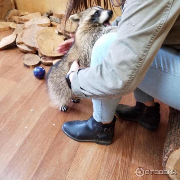 Домики для енотов. Енотодром в ялте. Два енота. Контактный зоопарк ялта енотодром. Енотодром ул свердлова 12б.