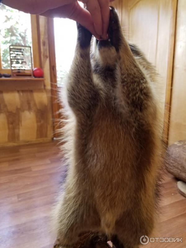 Енотодром в ялте. Енотодром в ялте. Енотодром ул свердлова 12б. Енотодром в ялте. Контактный зоопарк ялта енотодром.