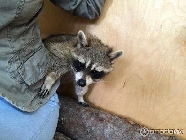 Парк енотов ялта. Енотодром ялта бедные еноты. Енотодром ул свердлова 12б. Енотодром в ялте. Еноты в ялте.