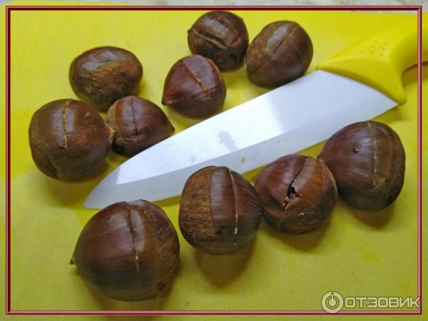 Каштан Съедобный И Несъедобный Отличия Фото