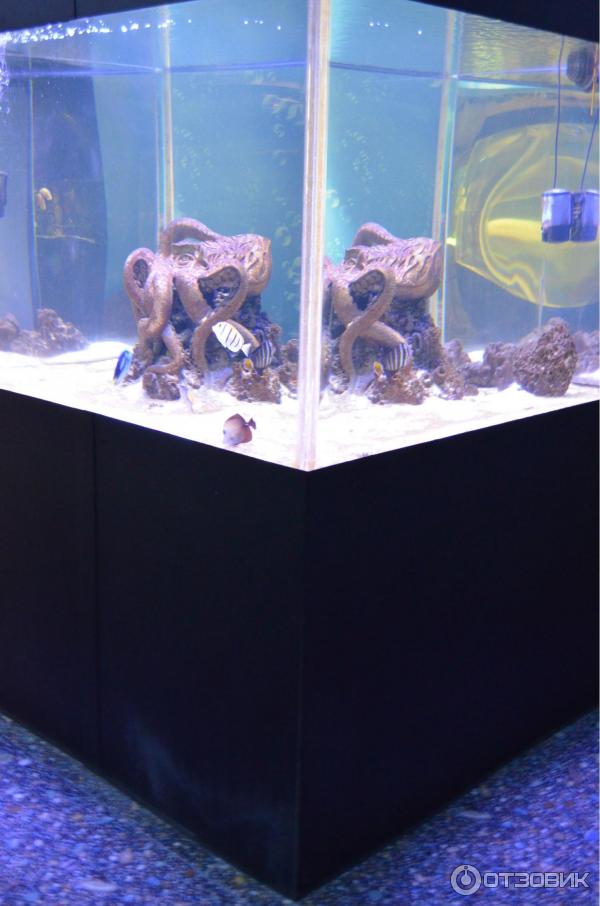 Ялта аквариум океанариум. Океанариум ялта интурист. Океанариум ялта интурист. Ялта аквариум океанариум. Ялтинский океанариум.