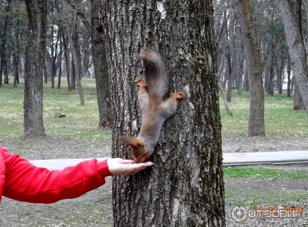 Городской парк Победы в городе Ессентуки