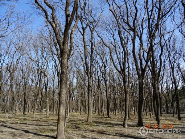 Городской парк Победы в городе Ессентуки