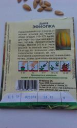 Дыня Эфиопка фото