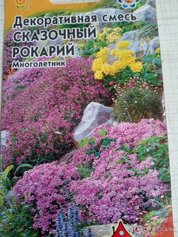 Купить Семена Флокса Шиловидного Многолетник
