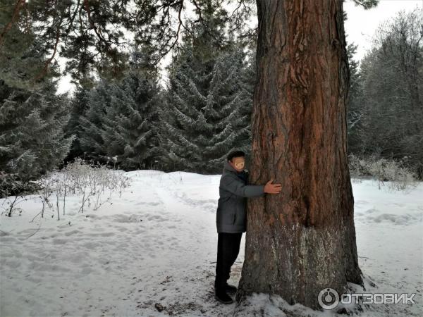 Вековая сосна белокуриха фото Отзыв о Пеший маршрут (терренкур) "Старая мельница" (Россия, Белокуриха) Чудесна