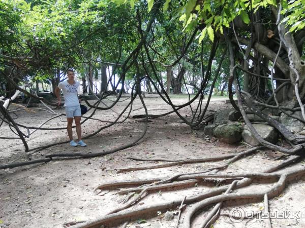 Гора обезьян Monkey Hill (Таиланд, Пхукет) фото