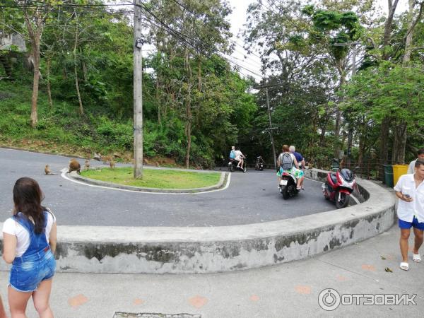 Гора обезьян Monkey Hill (Таиланд, Пхукет) фото