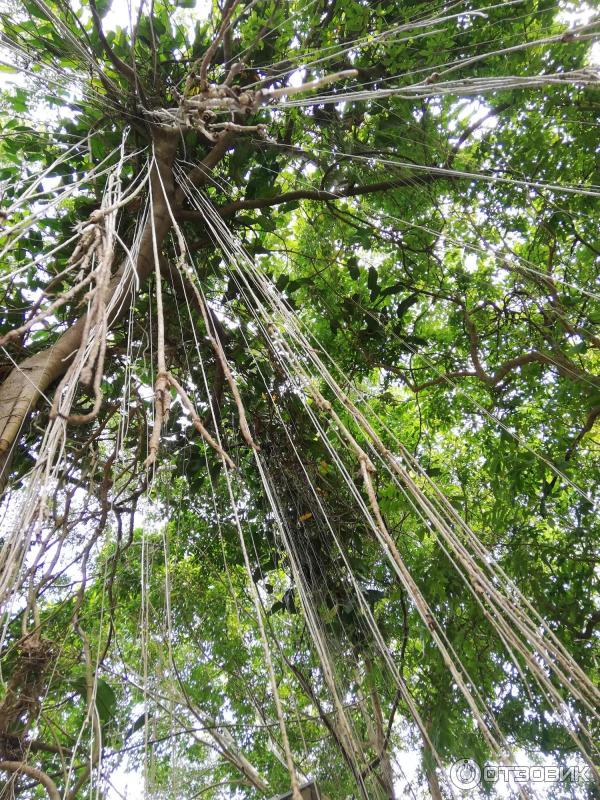 Гора обезьян Monkey Hill (Таиланд, Пхукет) фото