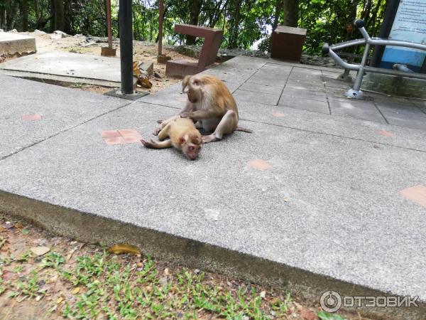 Гора обезьян Monkey Hill (Таиланд, Пхукет) фото