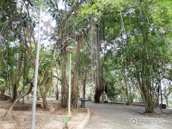 Гора обезьян Monkey Hill (Таиланд, Пхукет) фото